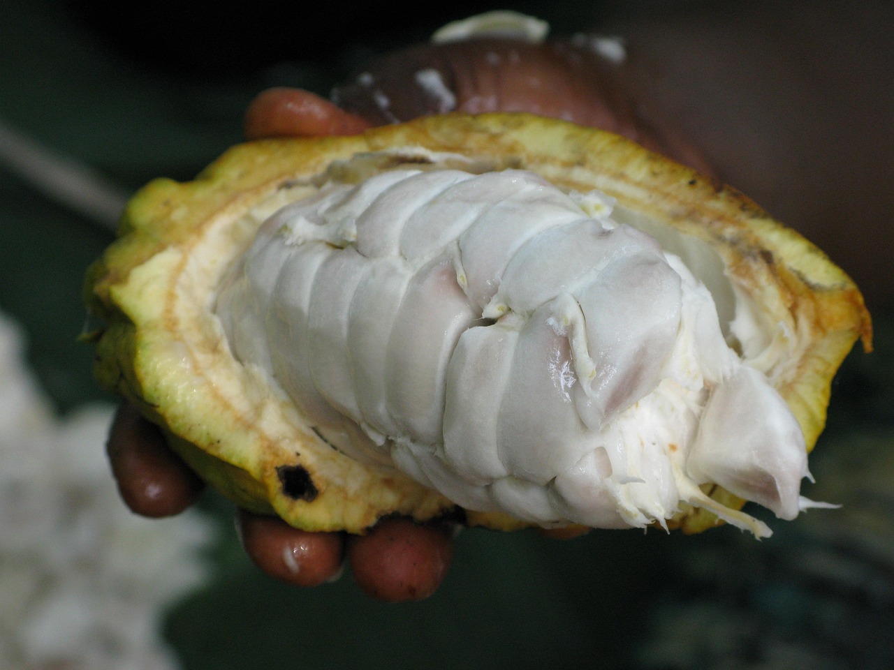découvrez tout sur les fèves de cacao : origine, culture, et utilisation pour la fabrication du chocolat et autres produits délicieux.