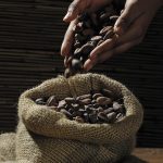 découvrez tout sur les fèves de cacao, leur origine, leurs bienfaits et leur utilisation dans la fabrication du chocolat.