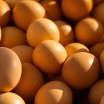 tout savoir sur la volaille : élevage, soins, alimentation et astuces pour une production réussie.