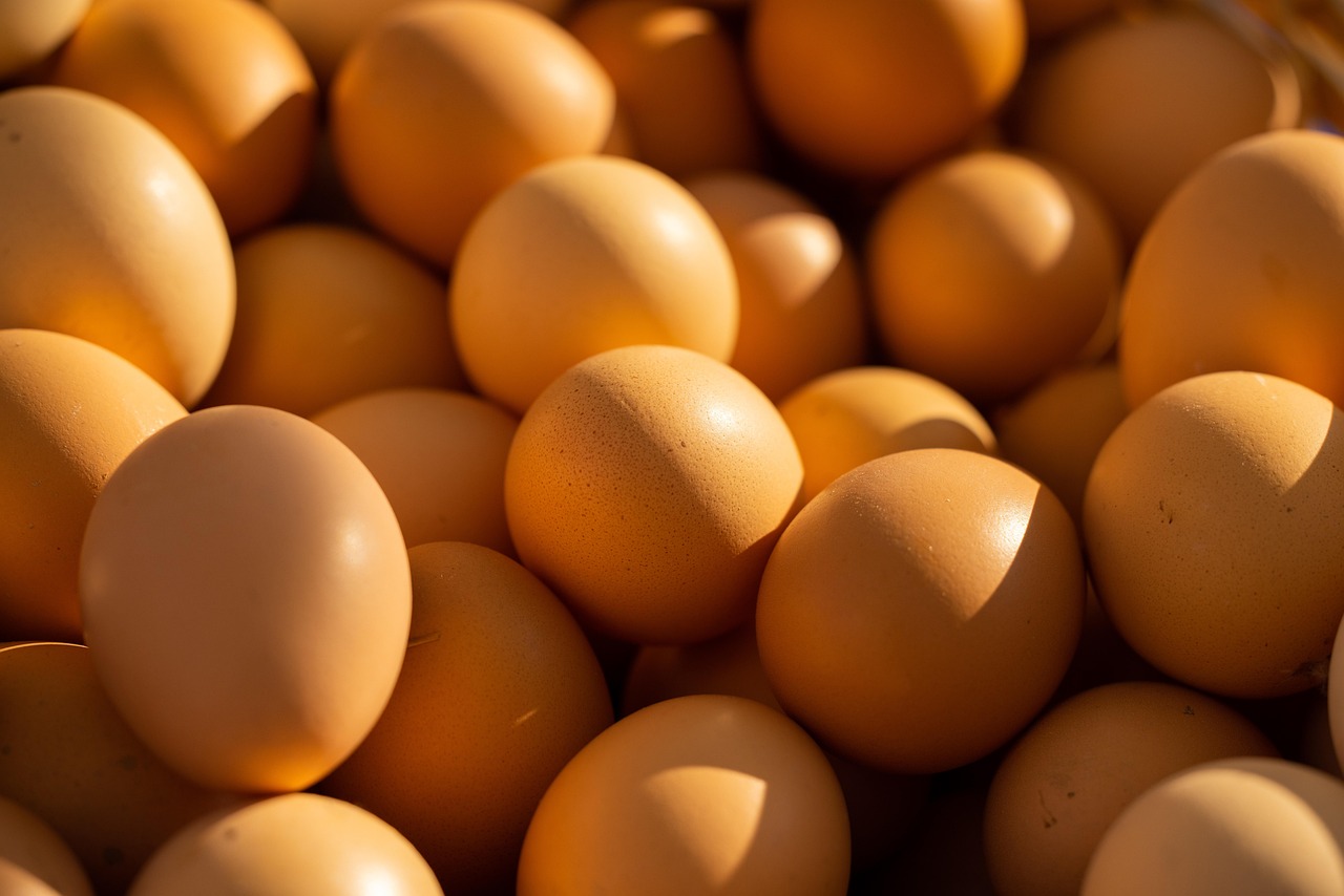 tout savoir sur la volaille : élevage, soins, alimentation et astuces pour une production réussie.